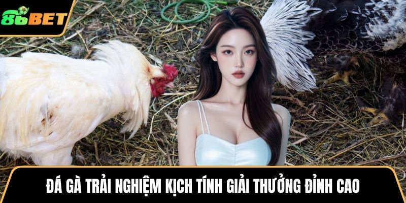 Đá gà trải nghiệm kịch tính giải thưởng đỉnh cao