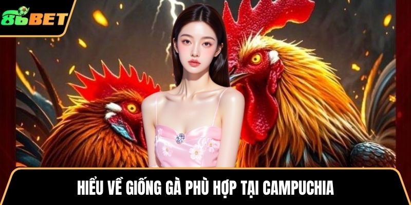 Hiểu về giống gà phù hợp tại Campuchia