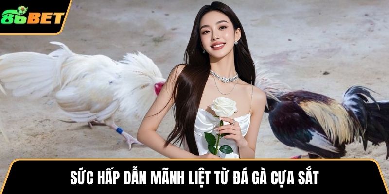 Sức hấp dẫn mãnh liệt từ đá gà cựa sắt