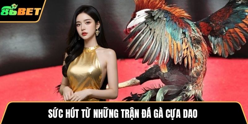 Sức hút từ những trận đá gà cựa dao